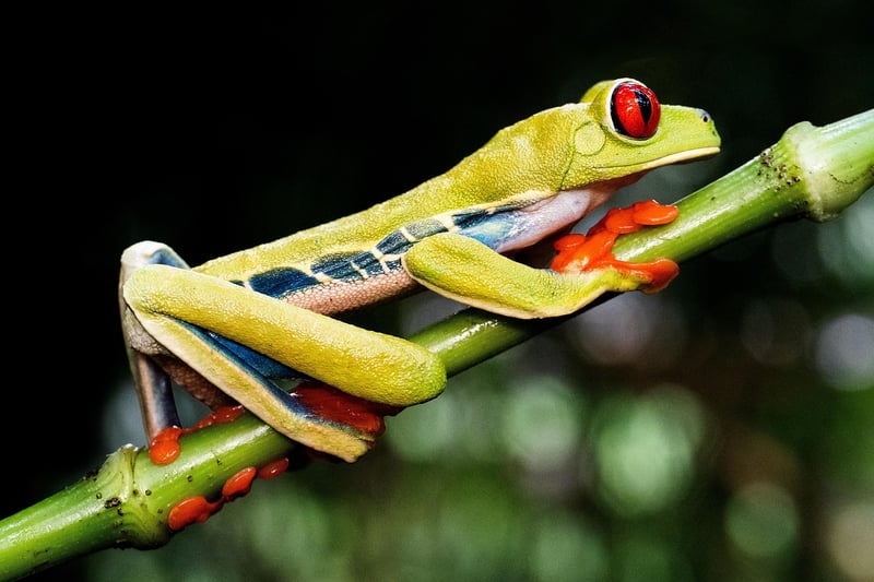 Starry-eyed Couples